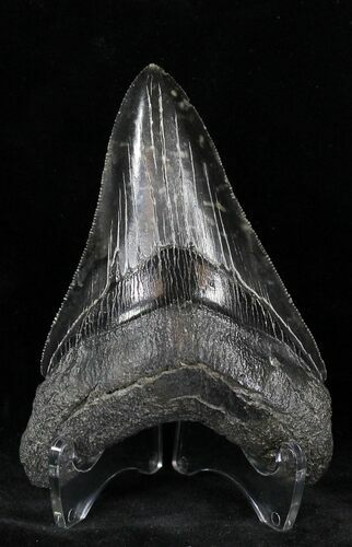 Serrated Lower Megalodon Tooth - Georgia #21877